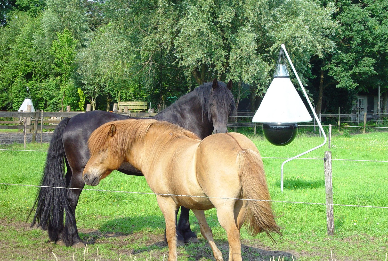 Dazenval hangt bij paarden in de wei