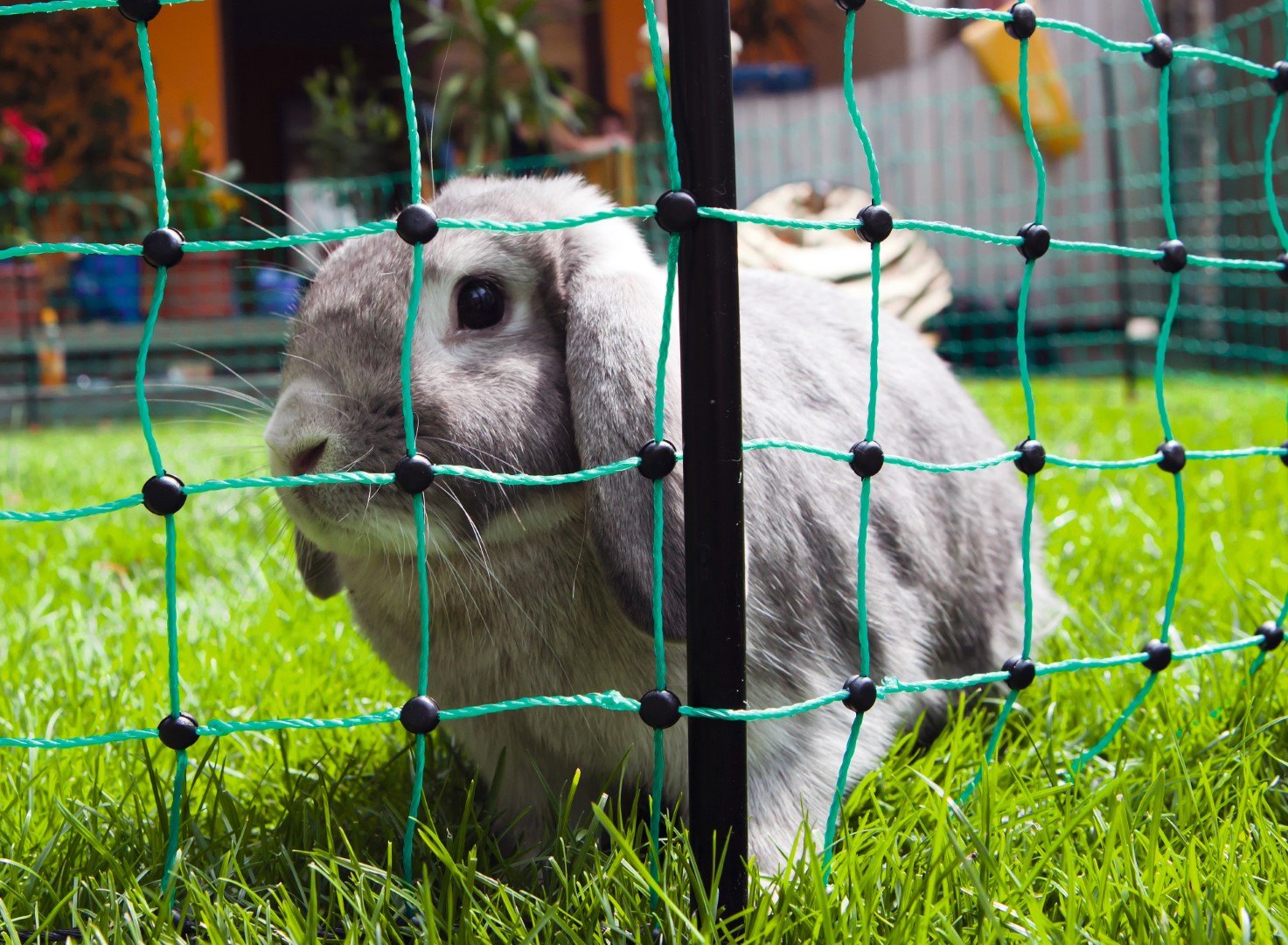 Konijn in de tuin bij een verplaatsbare ren