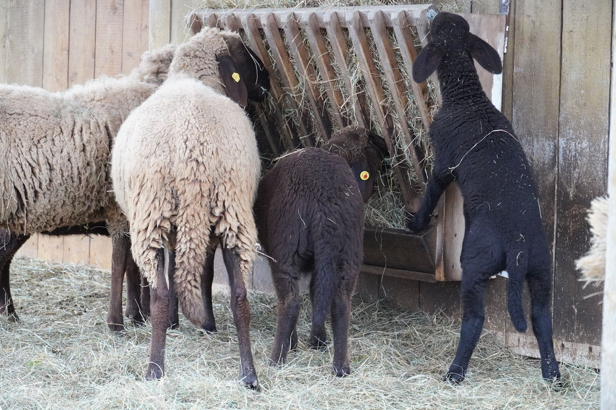 Schapen eten hooi in een rustieke stal
