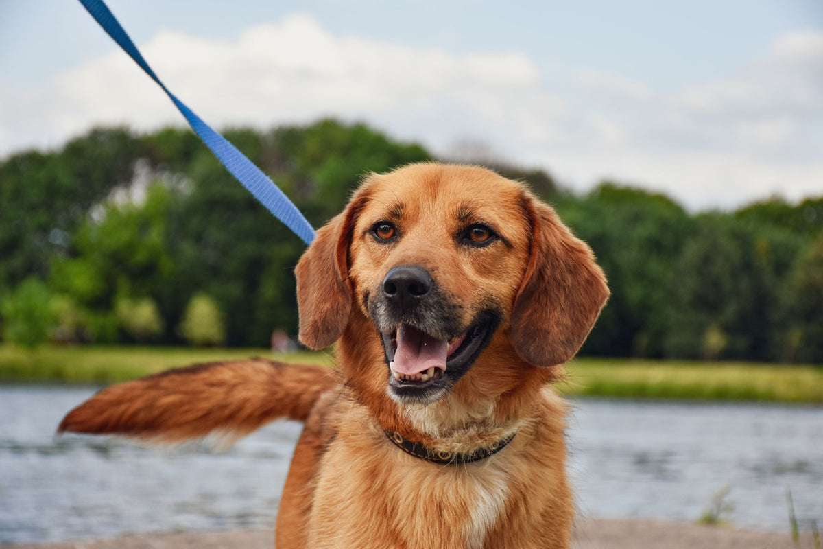 Vrolijke hond aan de riem tijdens een wandeling in het bos bij het water