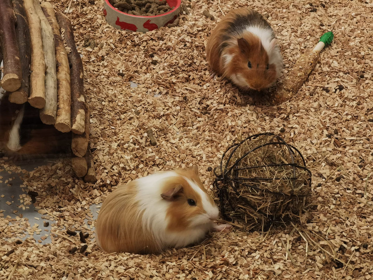 Cavia in een kooi met houtkrullen strooisel en speelgoed