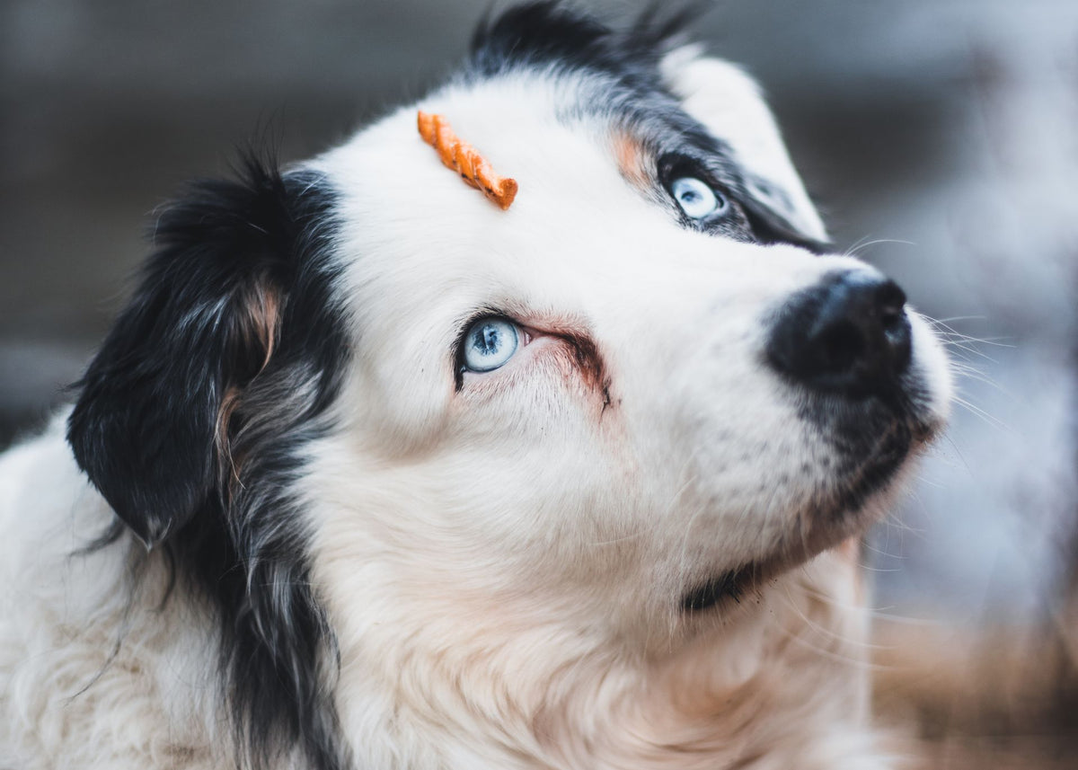 Close-up van een hond met een snack op de neus