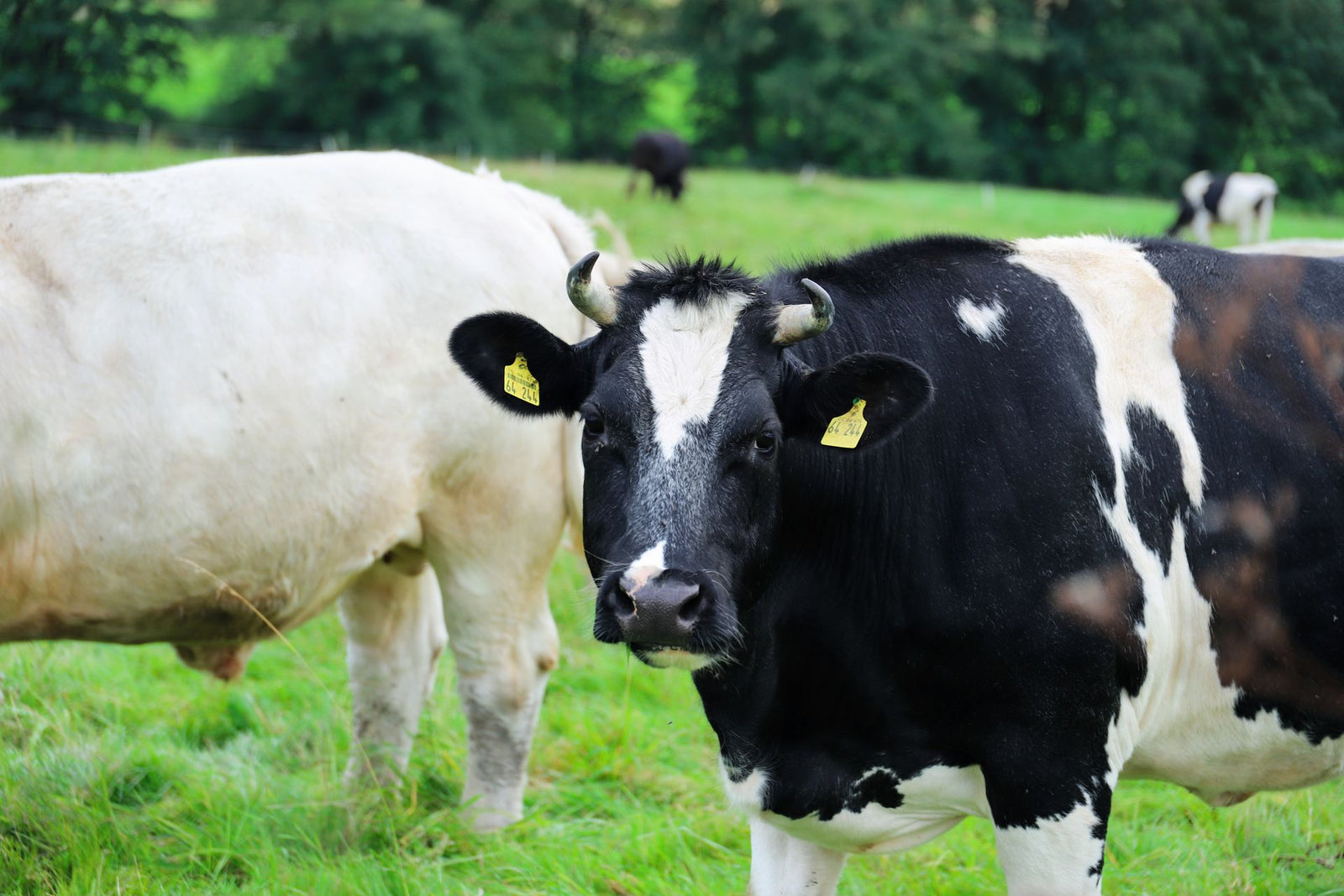 Zwart-witte Holstein koeien grazen en drinken in een groene weide