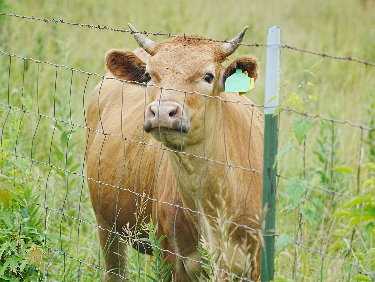 Koe staat achter een raster met schrikdraad in een groene weide