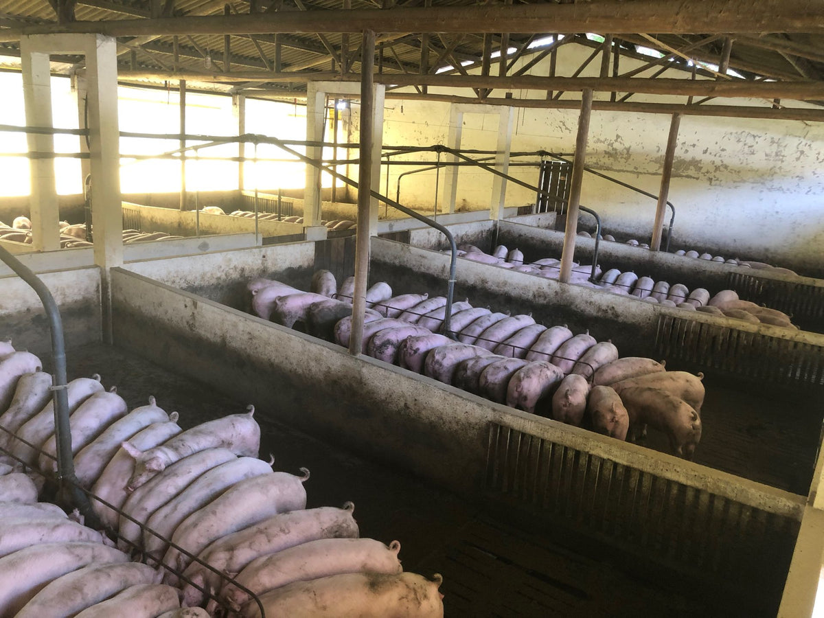 Varkens eten bij de voerbakken in een schone, overdekte stal