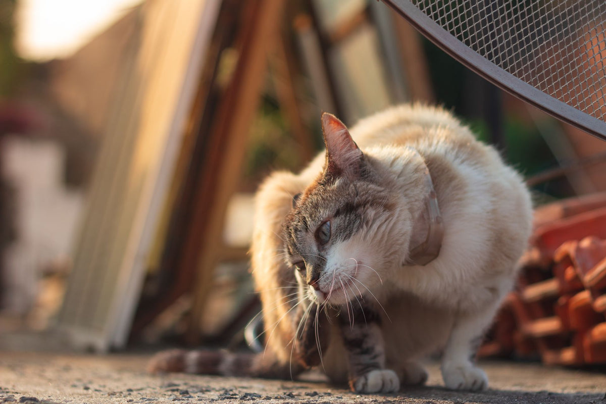 Kat krabt zich in de nek buiten in de tuin, regelmatig controleren voorkomt vlooien en teken