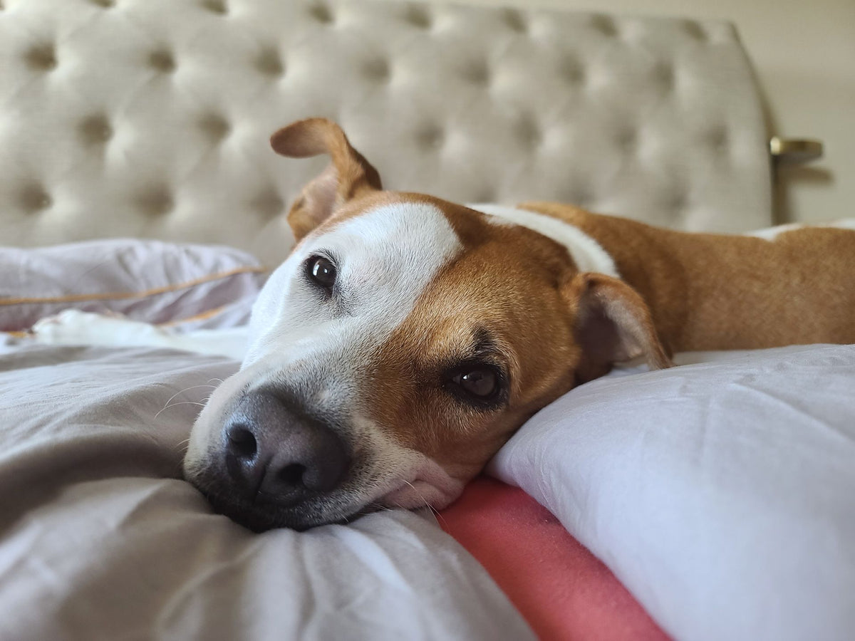 Hond rust op een zachte hondenmand binnenshuis