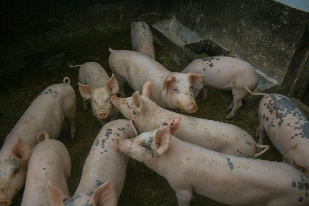 Varkens in een schoon en opgeruimd varkenshok op de boerderij