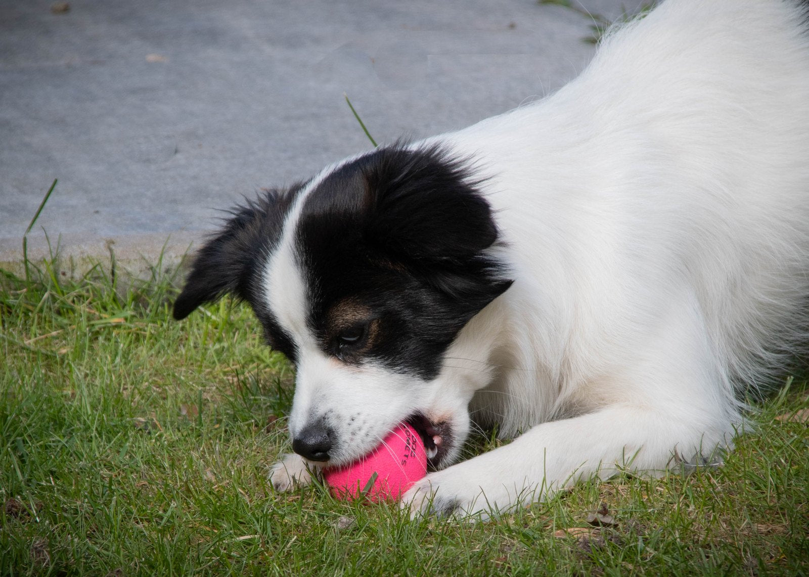 Jonge hond speelt met een bal