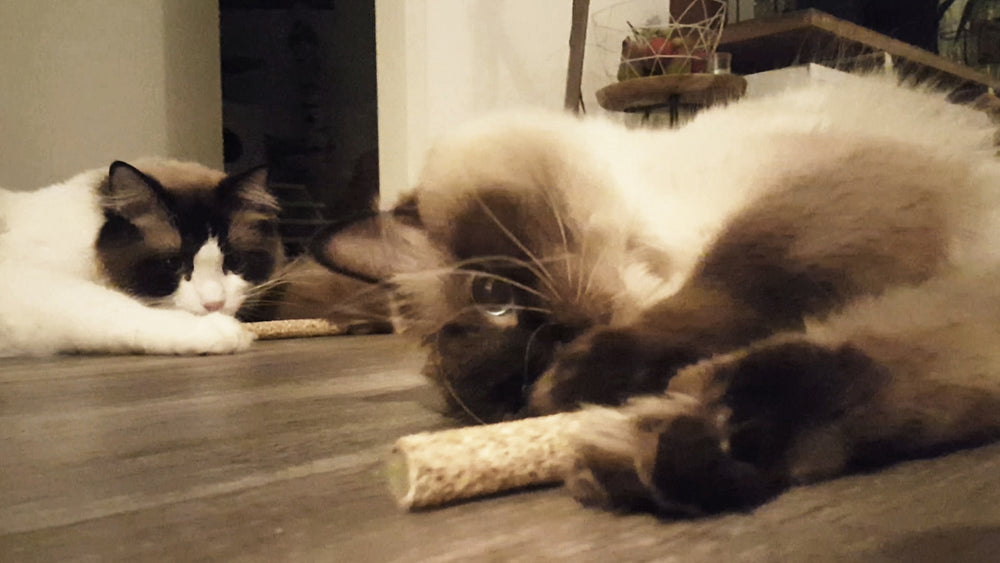 Addicted! Stick (2-Pack)