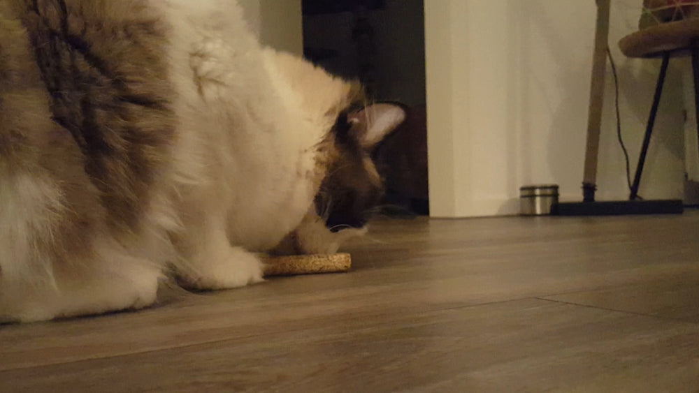 Addicted! Stick (2-Pack)