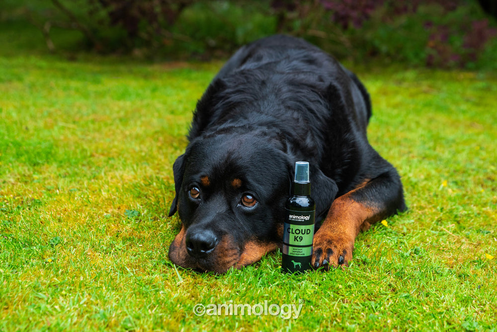 Animology Cloud K9 Body Mist 150 ml