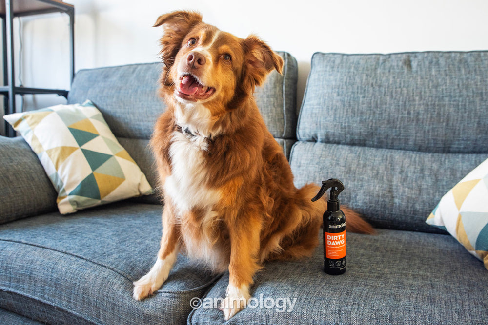 Animology Dirty Dawg No Rinse Dog Shampoo 250 ml