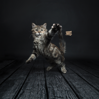 Cat Dancer Deluxe