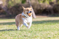 Chuckit! Birthday Fetch Ball M