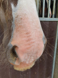 Excellent Horse Sunblock Cream SPF 30 150 g