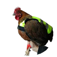 Gaun Pluimvee Kippen Vest
