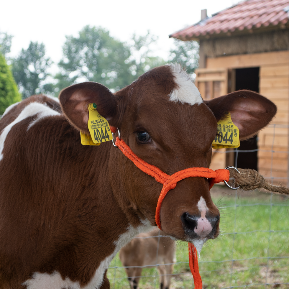 Halster Kalf verstelbaar breed oranje Kalf