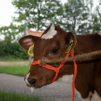 Halster Kalf verstelbaar breed oranje Kalf
