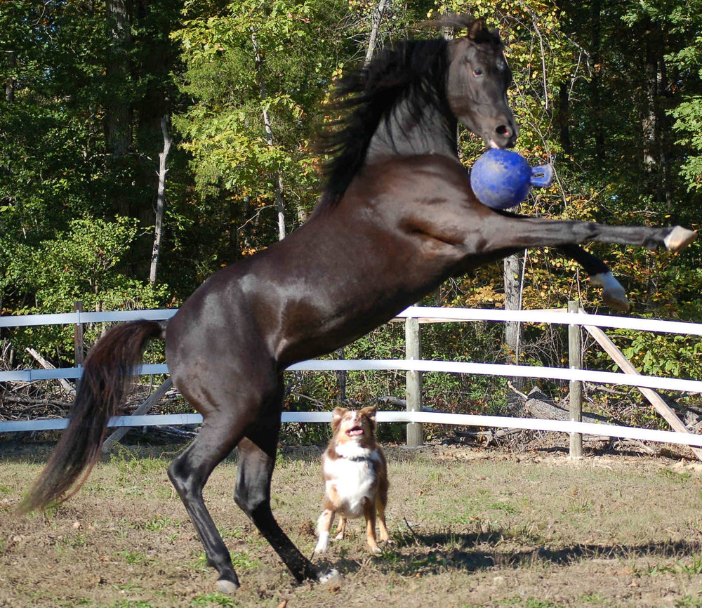 Jolly Ball Groen (appel)