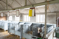 Knock Pest Vliegenkleefrol Geel 5 m