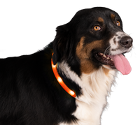 Nightwalk Safety Collar Oranje