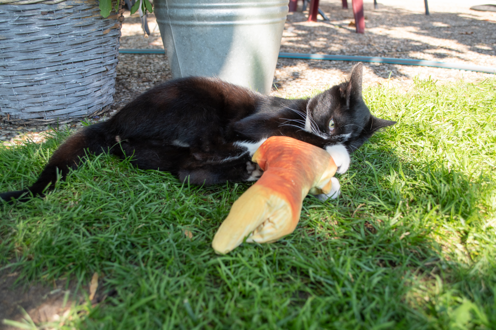 Robocat Forel