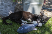 Robocat Zalm