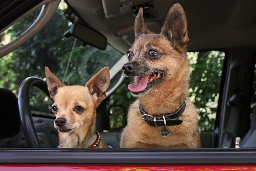Spotted! Pro Hond & Kat S