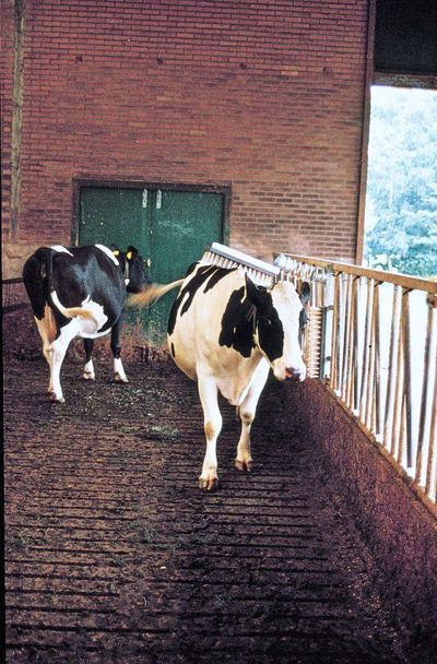 
  Veeborstel compleet - artikelnummer VEEB0001
