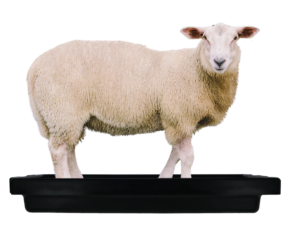 Voetbad schaap 120 x 40 x 18 cm