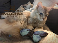Wild Life Cat Blauwe Vlinder
