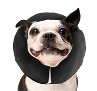 Zenpet ProCollar M