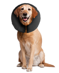 Zenpet ProCollar XL