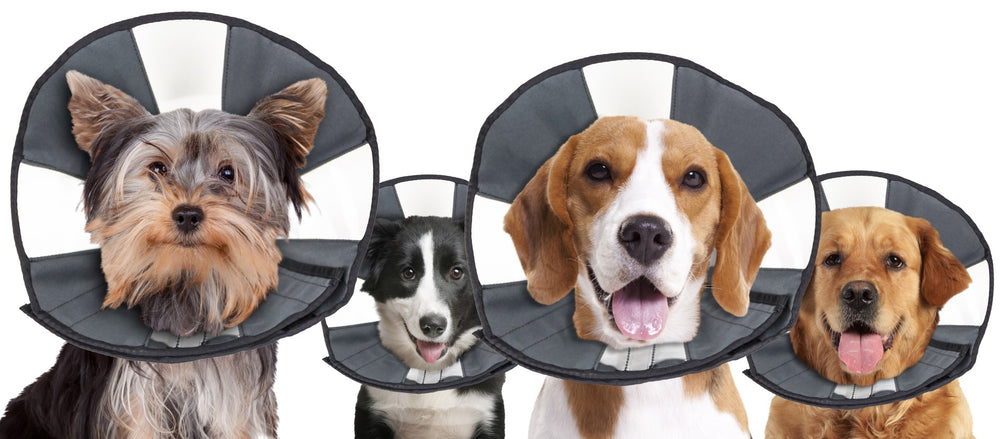 Zenpet Procone XL