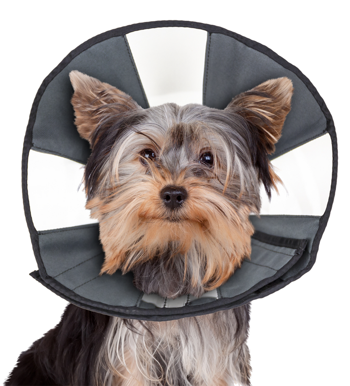 
  Zenpet Procone S - artikelnummer ZENP5916
