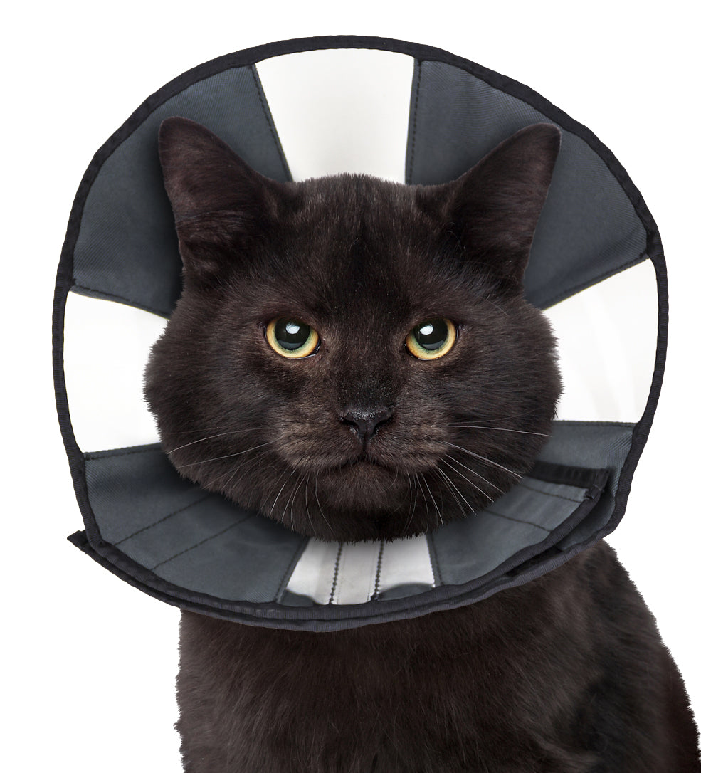 Zenpet Procone S