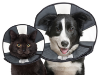 Zenpet Procone L