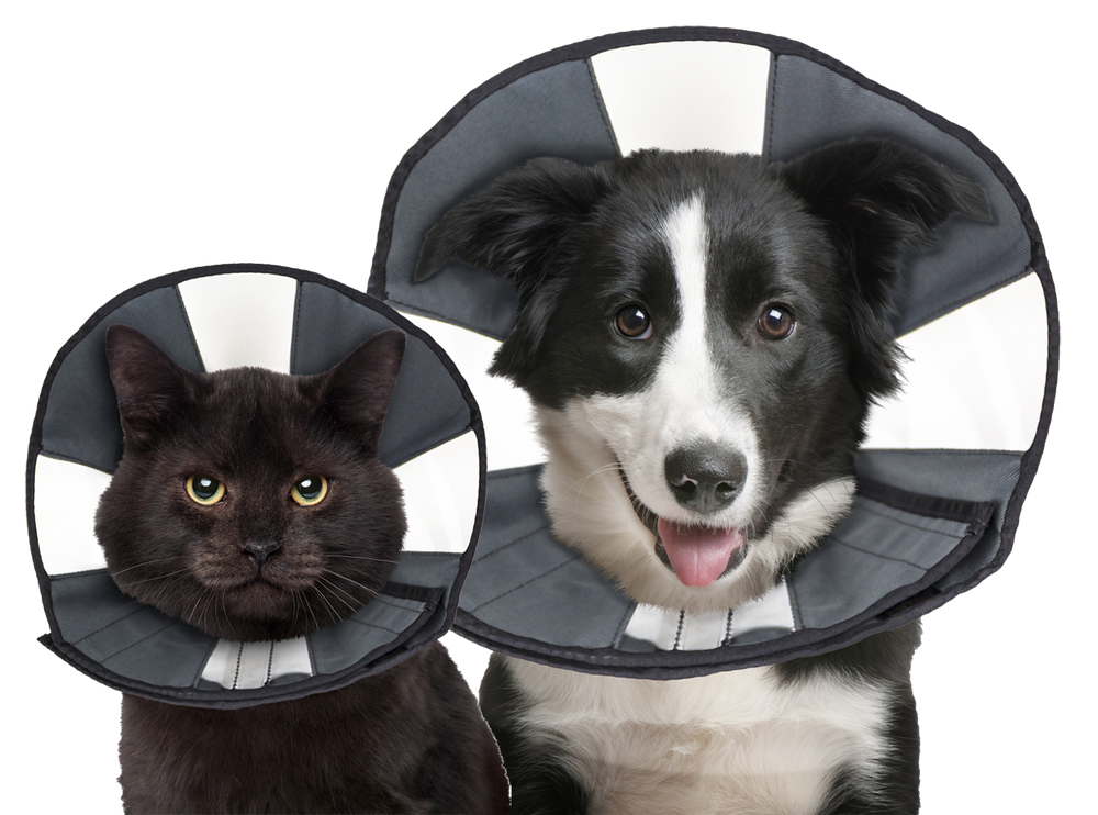 Zenpet Procone XL
