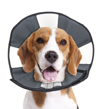 Zenpet Procone M