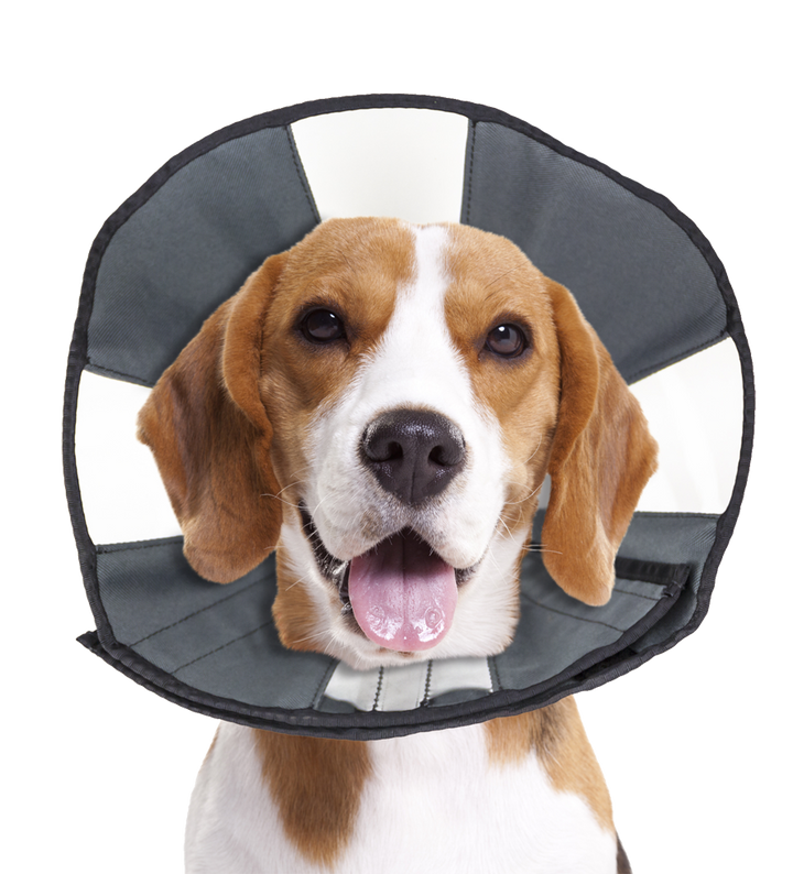 
  Zenpet Procone M - artikelnummer ZENP5919
