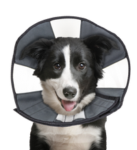 Zenpet Procone L
