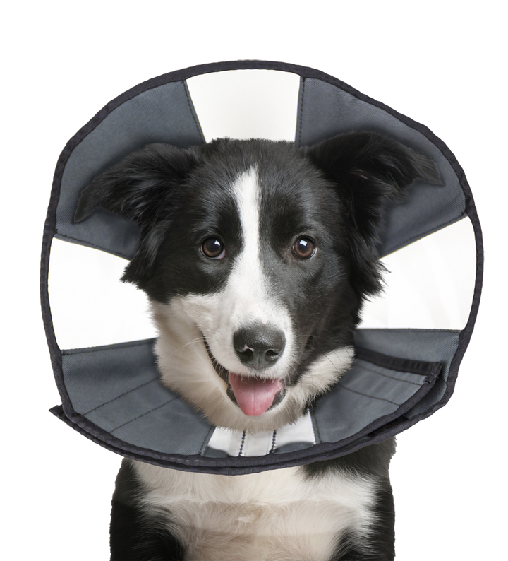 
  Zenpet Procone L - artikelnummer ZENP5922
