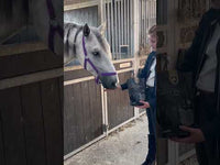 Excellent Horse Ambachtelijke Paardenkoekjes Appel
