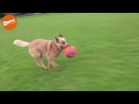Chuckit! Kick Fetch Dog S