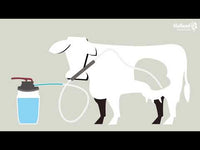 Excellent Cow Drencher
