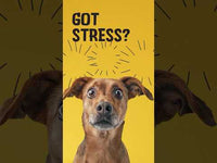 Excellent Pets No Stress Soft Chews 120 Treats
