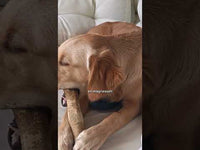 Excellent Pets No Stress Paste 15 ml