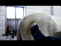 Excellent Horse Hi Gloss Clean Spray 500 ml