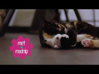 Robocat Bij
